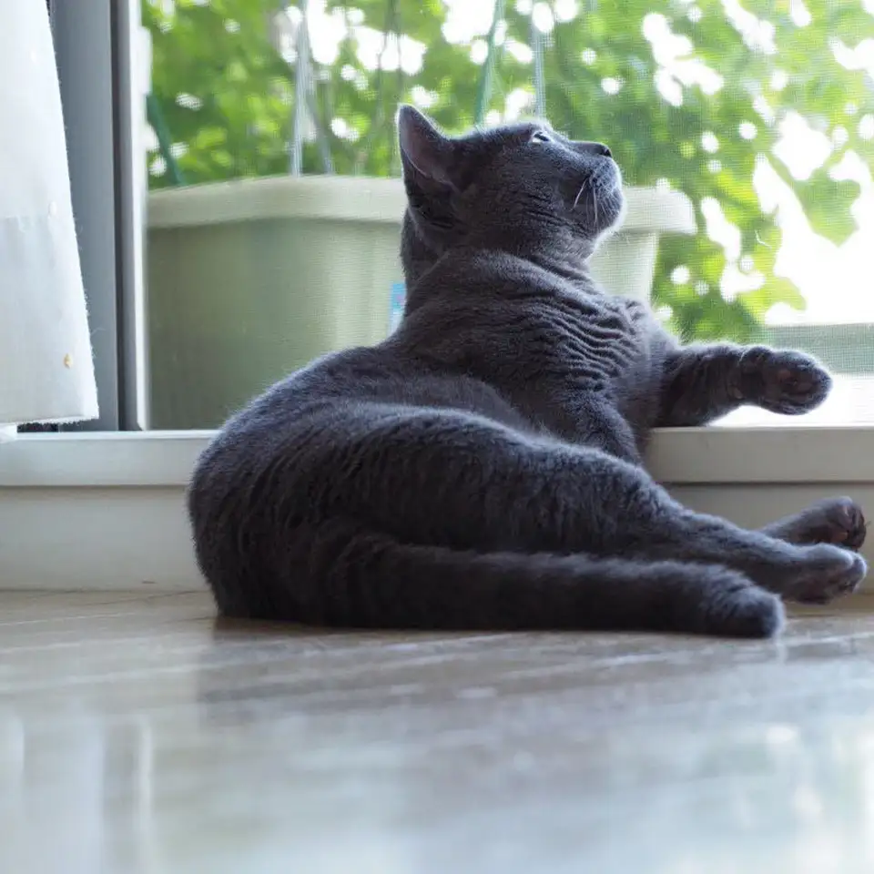 たそがれカッコつけすぎるネコ　　soramameさん
