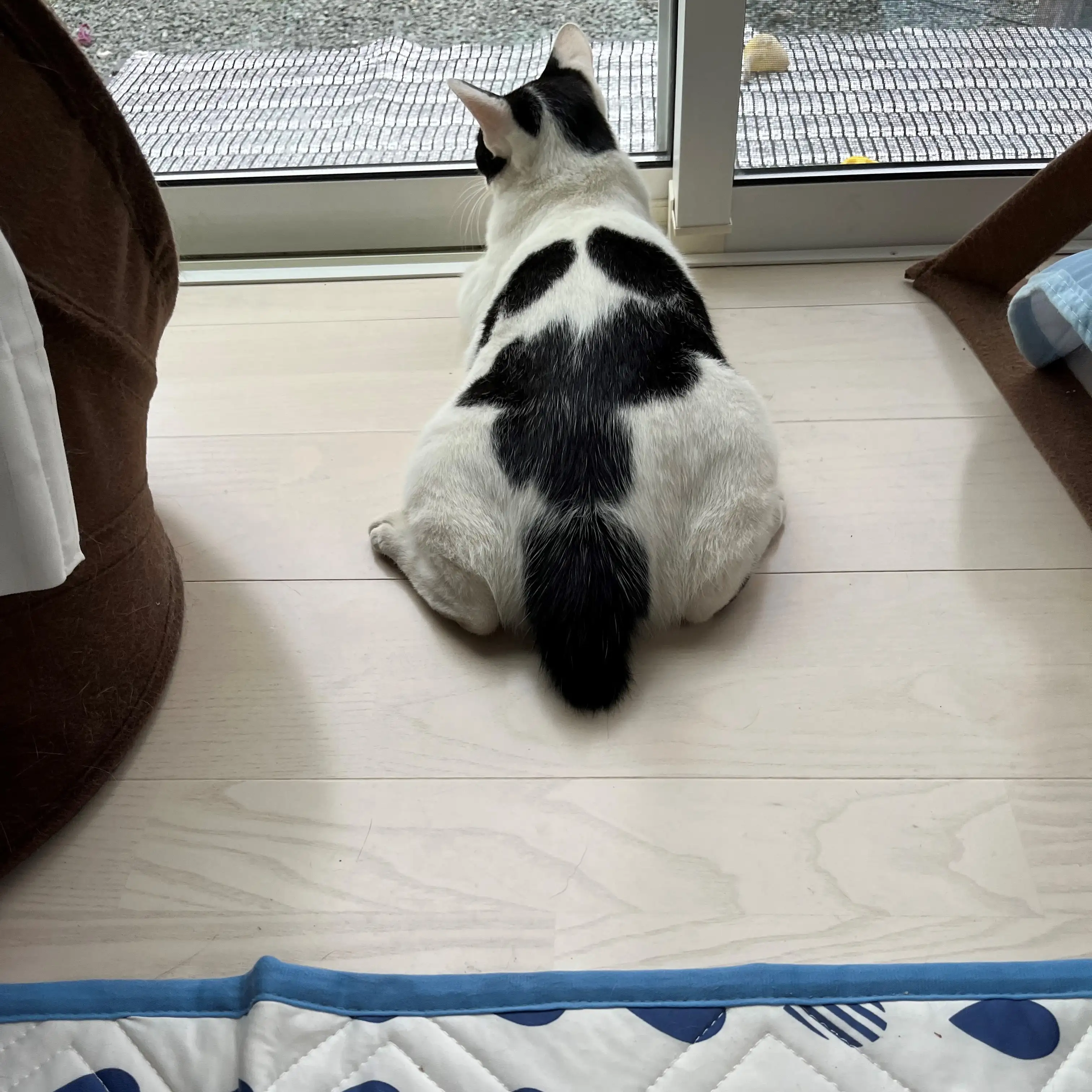 カエル座りすぎるネコ　　みゅうさん
