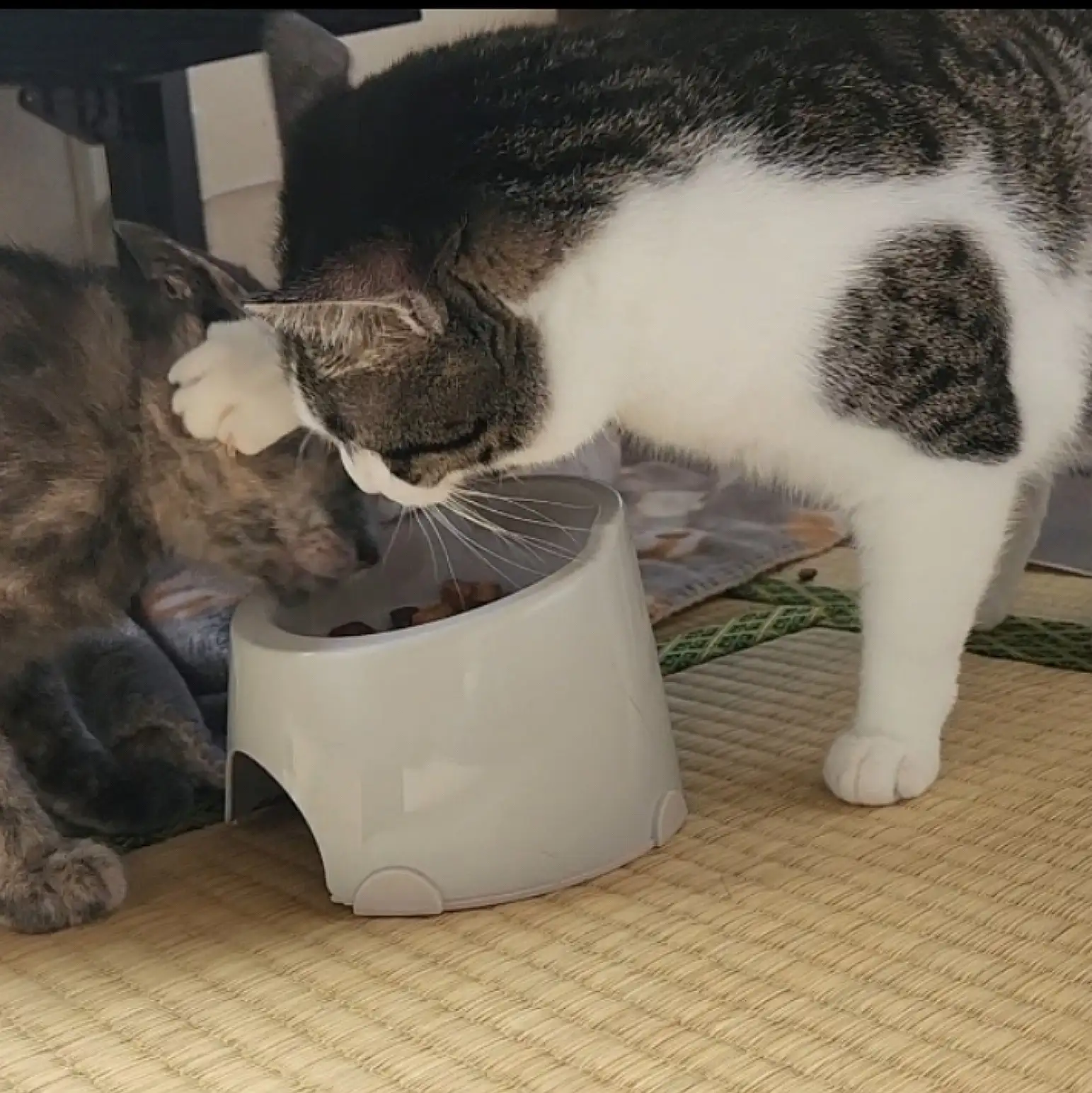 ご飯一人占めすぎるネコ　　ふうちゃんさん