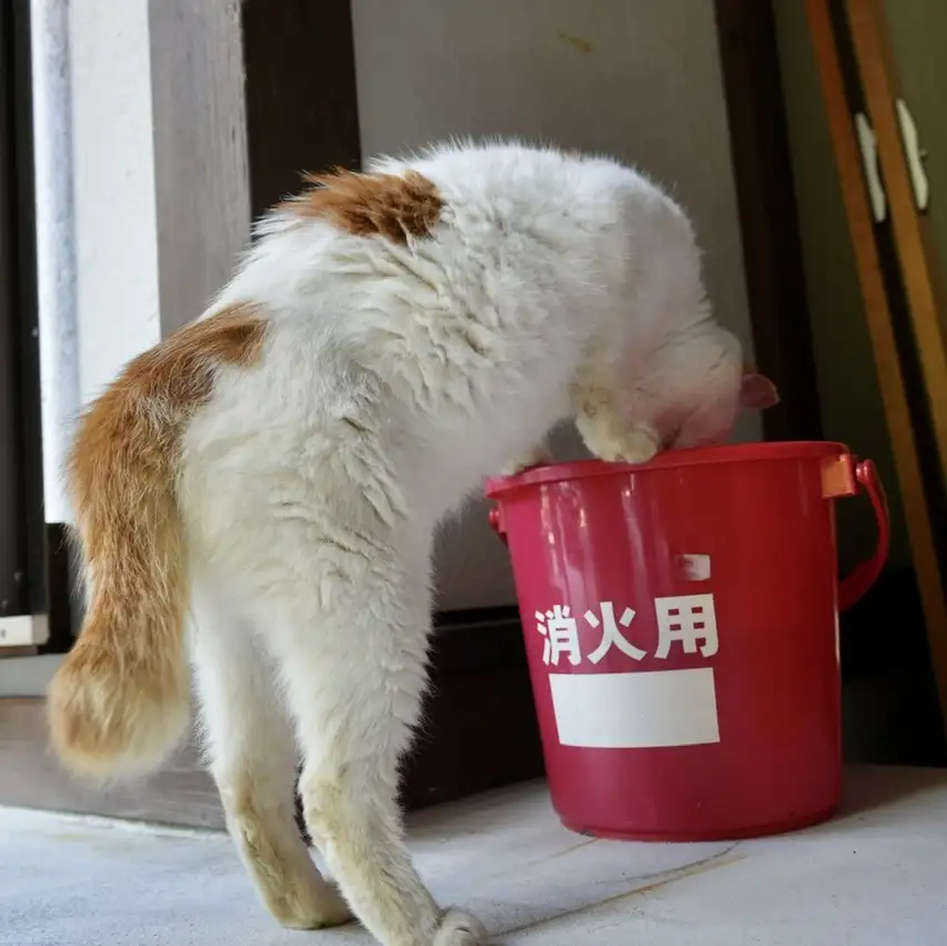二日酔いすぎるネコ　　やまうーさん