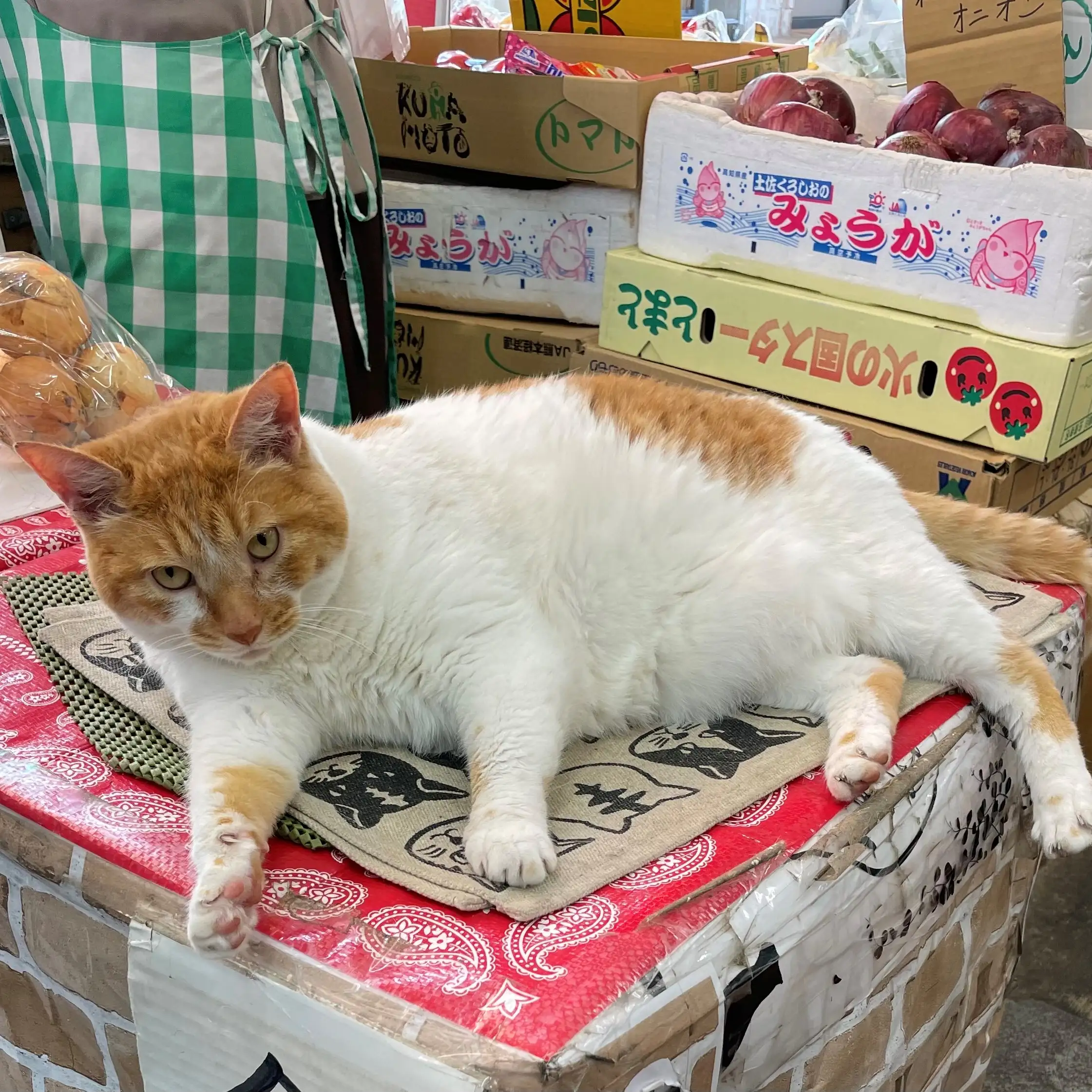 働き過ぎる猫すぎるネコ　　中村むうさん
