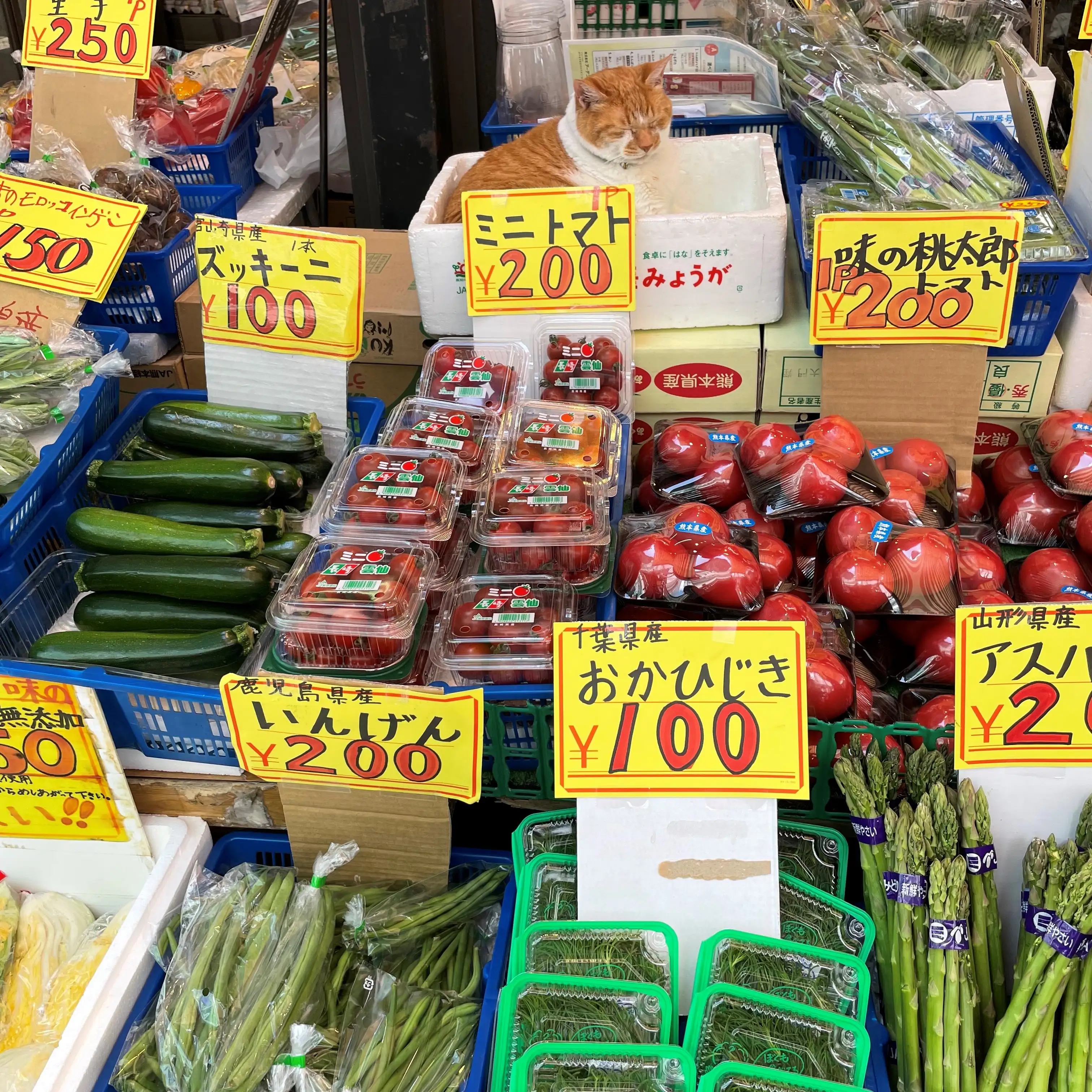ナチュラルに野菜の中に紛れすぎるネコ　　中村むうさん