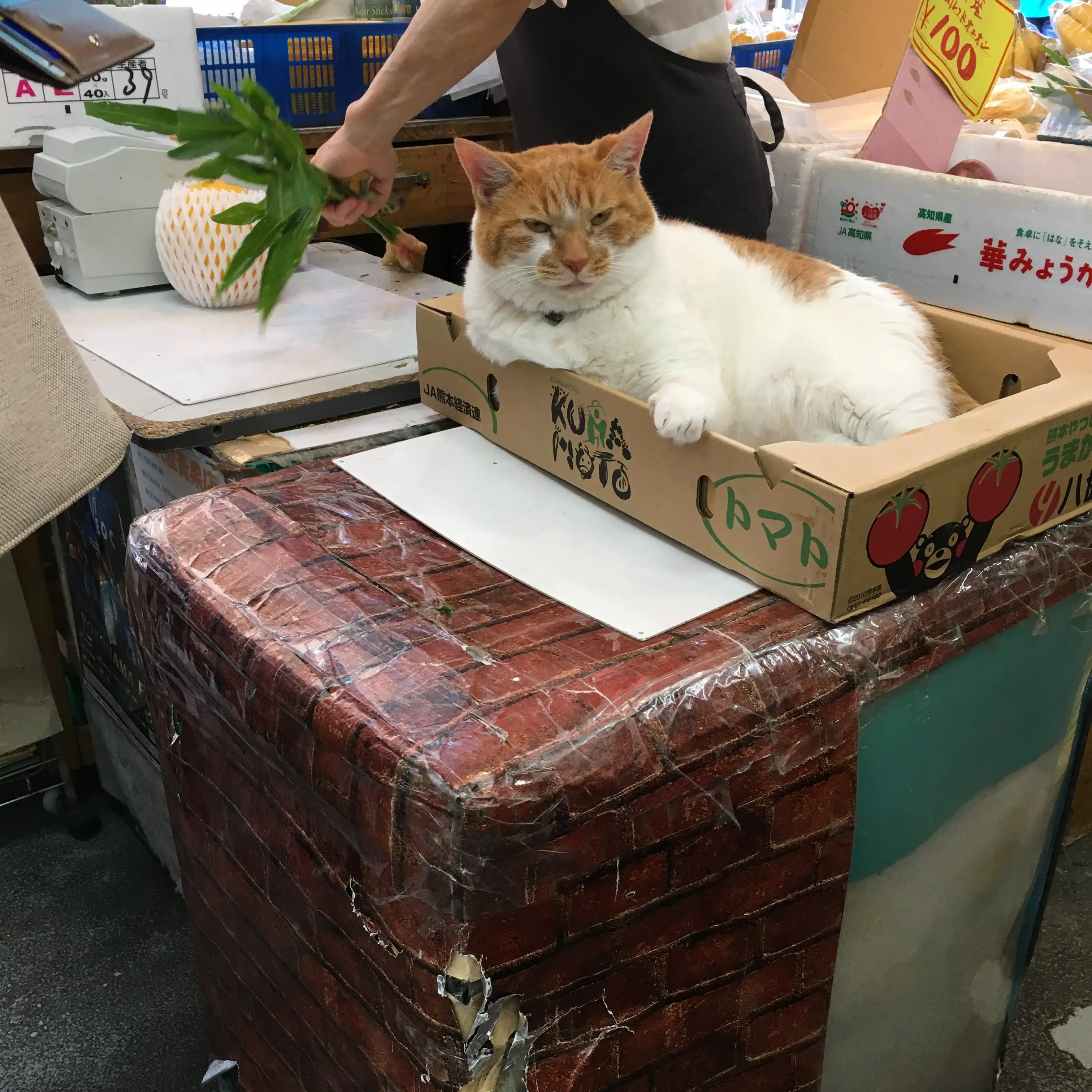 箱に手をかけると落ち着きすぎるネコ　　むうちゃんさん