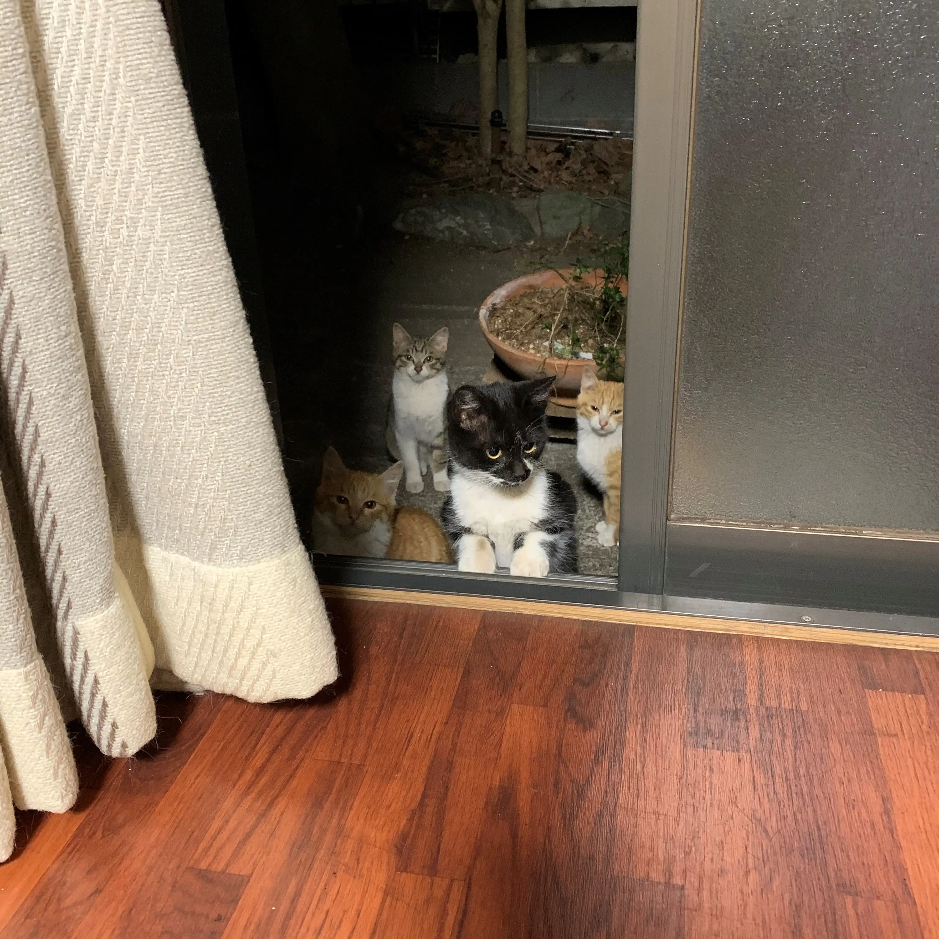 ごめんくださいご飯ほしすぎるネコ　　むうさん