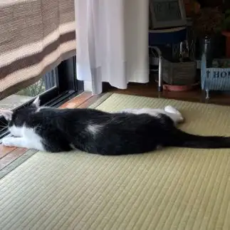 ほふく前進すぎるネコ　　むっちゃんさん