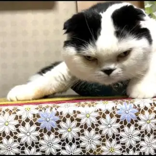 「お前やってくれたな！！感が全開すぎるネコ　　ぱんだるさん
