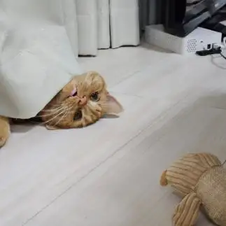 サスペンス劇場すぎるネコ　　まもさん