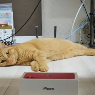 真顔でｉＰｈｏｎｅ欲しがりすぎるネコ　　まもさん