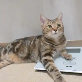 サバ読みすぎるネコ　　１号２号さん