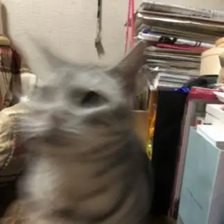 幽体離脱しすぎるネコ　　ZENMIさん