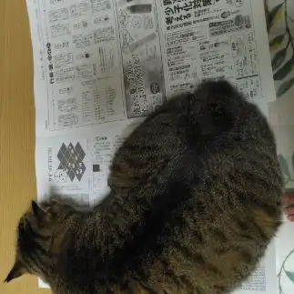 新聞を読むのをじゃましすぎるネコ　　うめおかんさん