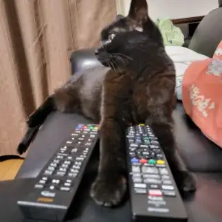 テレビが好きすぎるネコ　　ポテマメライチさん