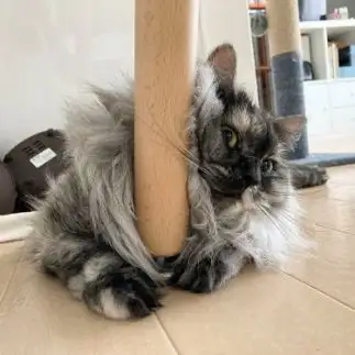モフ毛がくいこみすぎるネコ　　ドッポちゃんさん