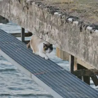 怪盗キャッツアイすぎるネコ　　ままめろんさん