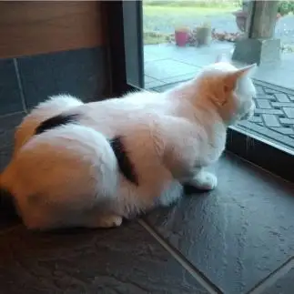 後ろ足がタイヤすぎるネコ　　豆大福さん