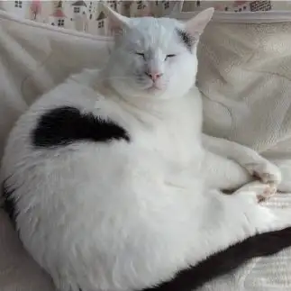 キス顔すぎるネコ　　豆大福さん