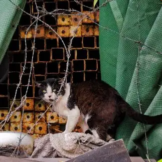 デスマッチ上等すぎるネコ　　ねこぬまかくさん