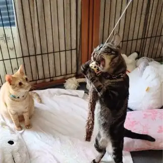 必死で食べようとしすぎるネコ　　わんにゃんの姉貴分さん