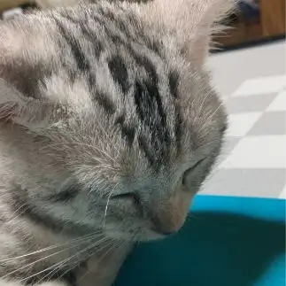 眠いけど爪切りイヤすぎるネコ　　ノアママさん