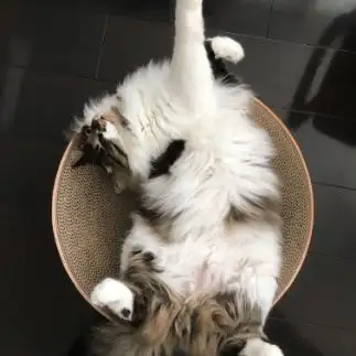 ３時ぴったりすぎるネコ　　王子さん