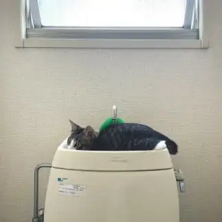 トイレにすっぽりすぎるネコ　　高道由花さん