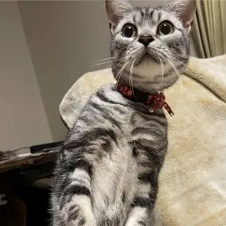おっおっ？なに？なに？すぎるネコ　　こまっちゃんママさん