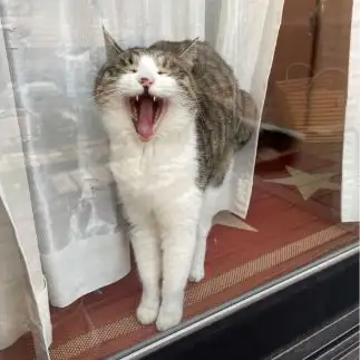 飼い主の帰りが嬉しすぎるネコ　　渡邉奈々枝さん