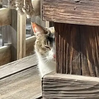 ちらりすぎるネコ　　鈴さん