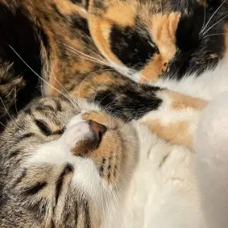 くっつきすぎるネコ　　ひらこさん