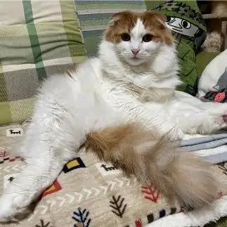 開きすぎるネコ　　王子さん