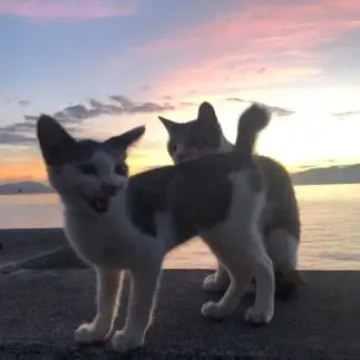 早起きすぎるネコ　　猫（マオ）さん