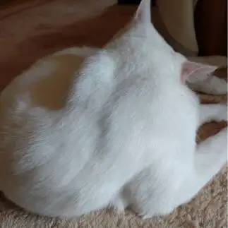 筋肉すぎるネコ　　渡邉ももさん