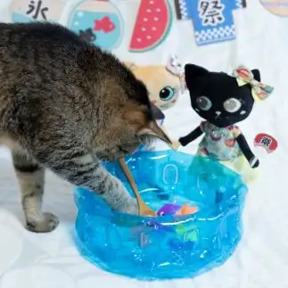 ルール違反すぎるネコ　　ゆずなつさん