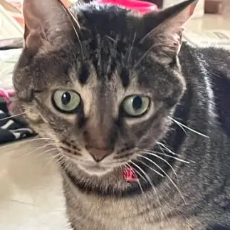 困り顔すぎるネコ　　キジ猫ジジさん