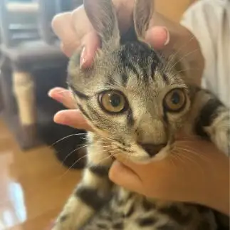 ウサギすぎるネコ　　banmamiさん