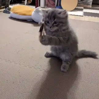 メイちゃんすぎるネコ　　となりのさーもんさん