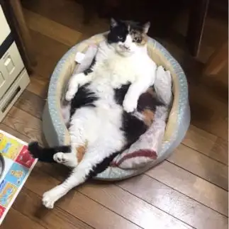 ふてぶてしすぎるネコ　　モエさん