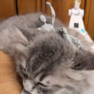 動じなさすぎるネコ　　となりのさーもんさん