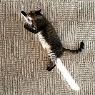 日向ぼっこがベテランすぎるネコ　　トラさん