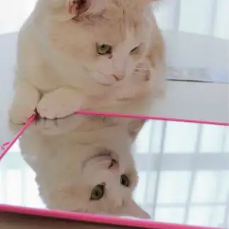 ナルシストすぎるネコ　　クゥちゃんのおかんさん
