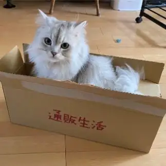 通販生活の箱が気に入りすぎるネコ　　風花さん