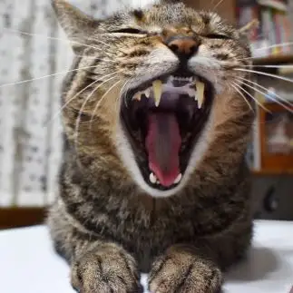 イヤイヤ駄々こねすぎるネコ　　ばなな３号さん