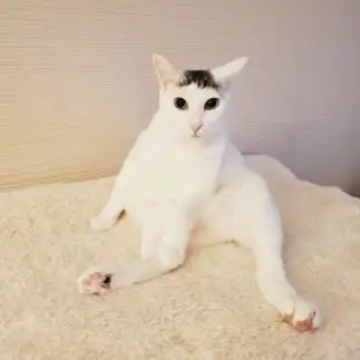 おっさんすぎるネコ　　くぅカイらぶさん
