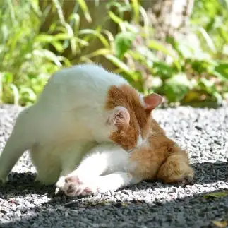 セルフ猫吸いすぎるネコ　　仙城 彩漓さん