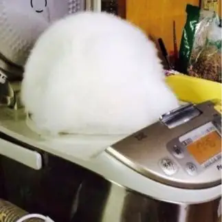 炊き立てご飯になりきりすぎるネコ　　ニックネームはみーさん
