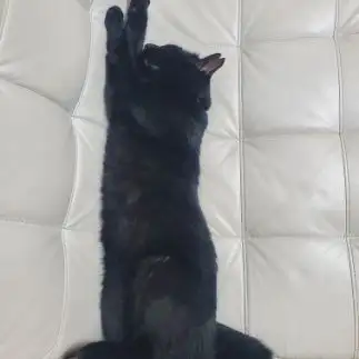 自由の女神になりきりすぎるネコ　　黒猫さとみさん