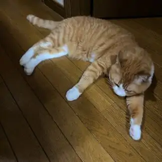 夏バテすぎるネコ　　古川和彦さん