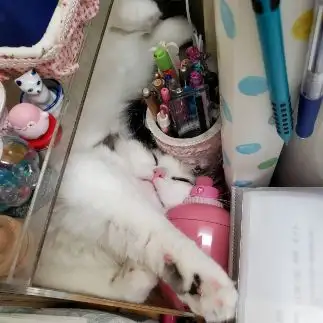 ぴったりすぎるネコ　　ＭＡＤＵＫＡさん
