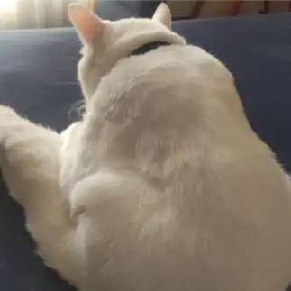 キャットフードも値上がりしたのかすぎるネコ　　岡部可奈さん