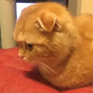 ひよこすぎるネコ　　noriさん